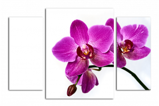 Модульная картина Орхидея на белом фоне